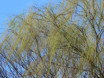 ヤナギの枝