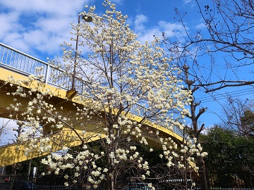 歩道橋をバックに