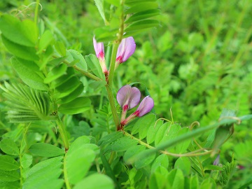 カラスノエンドウの花