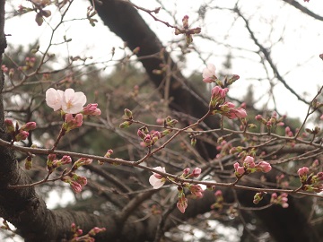 ソメイヨシノの枝