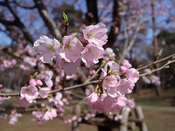 ジンダイアケボノ