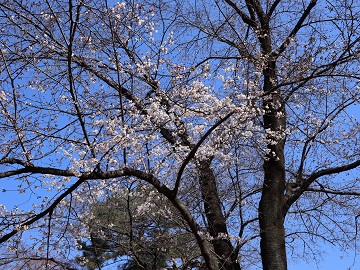 咲き進んでいる木