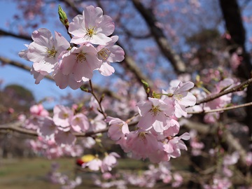 ジンダイアケボノ