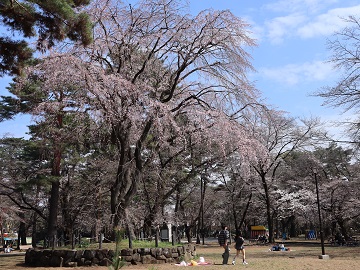 シダレザクラの古木