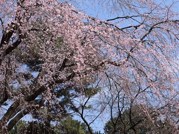 桃色に染まった枝