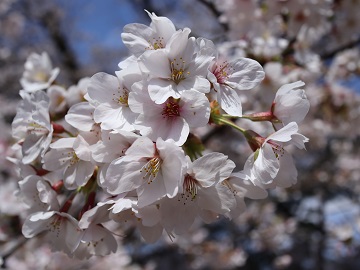 ソメイヨシノの花