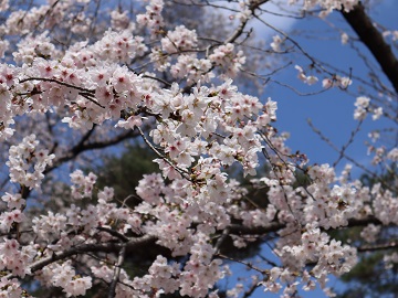 ソメイヨシノの枝