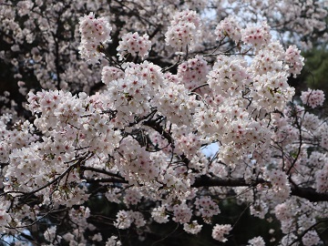 満開の枝2