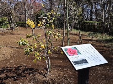 大唐子の後継樹