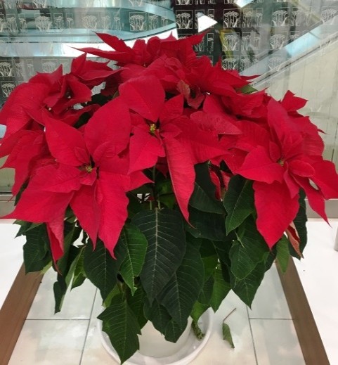 ポインセチア2