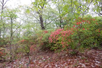 つつじ山頂
