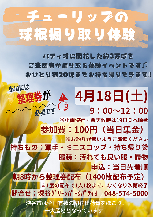 チューリップの球根掘り取り体験