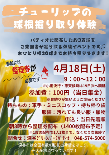 チューリップの球根掘り取り体験