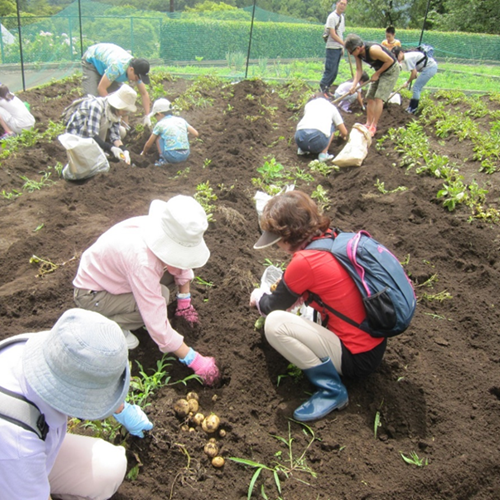 ジャガイモ堀体験の写真