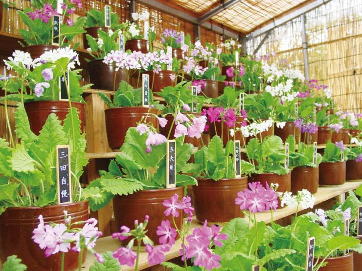 専門家ガイド「サクラソウ」を開催します