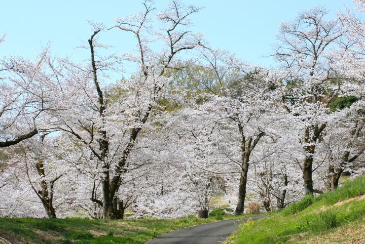 農林公園の桜