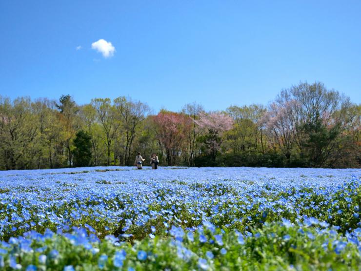 森林公園のネモフィラ