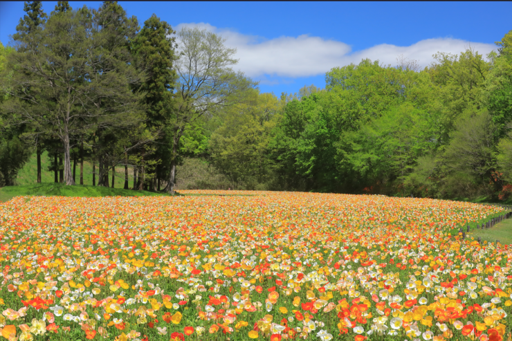 森林公園のアイスランドポピー