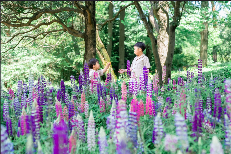 森林公園のルピナス