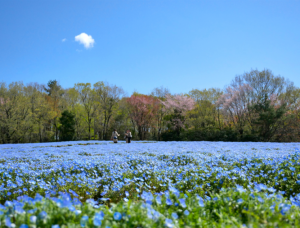 森林公園のネモフィラ
