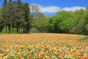 森林公園のアイスランドポピー
