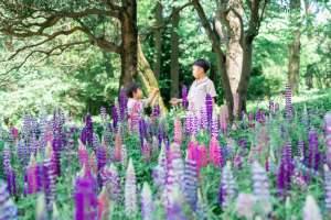 森林公園のルピナス