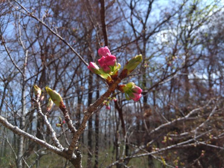 ソメイヨシノ満開2