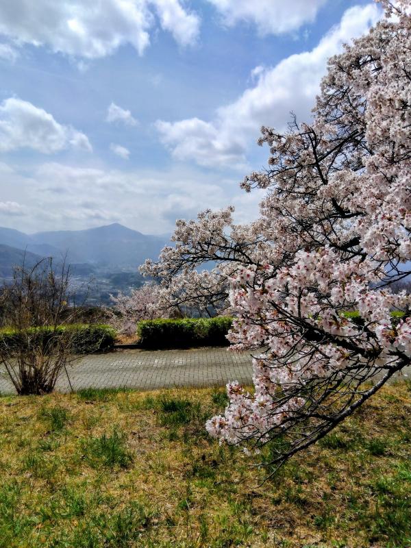 ソメイヨシノ満開