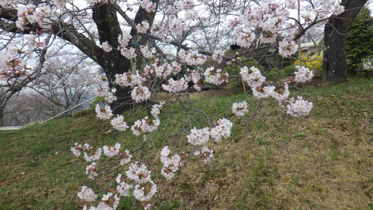 ソメイヨシノの8分