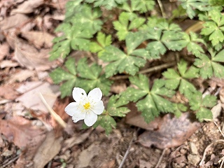 イチリンソウ。真っ白い5枚の花弁がある。