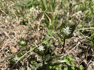 ヒトリシズカ。トゲに似た形の白い花が縦上に咲いている。