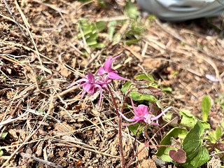 イカリソウ。濃いピンク色。錨のような形。
