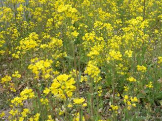 菜の花