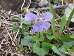 タチツボスミレ