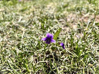 芯が濃い紫色でグラデーションのスミレ。