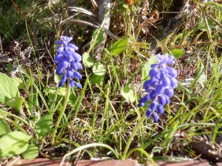 ミツバツチグリ