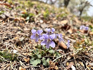 薄紫色のスミレ。