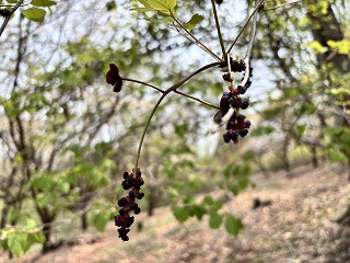 ミツバアケビ。黒に近い紫色。形はブドウに似ている。