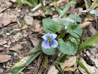 薄い青色のスミレ。