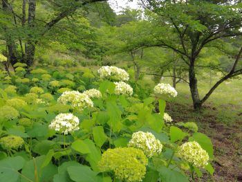 紫陽花開花2