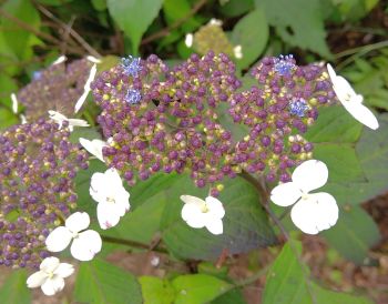 紫陽花開花3
