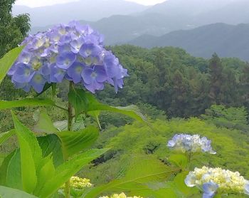紫陽花開花4