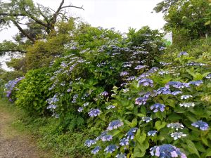 紫陽花03