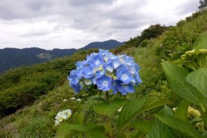 紫