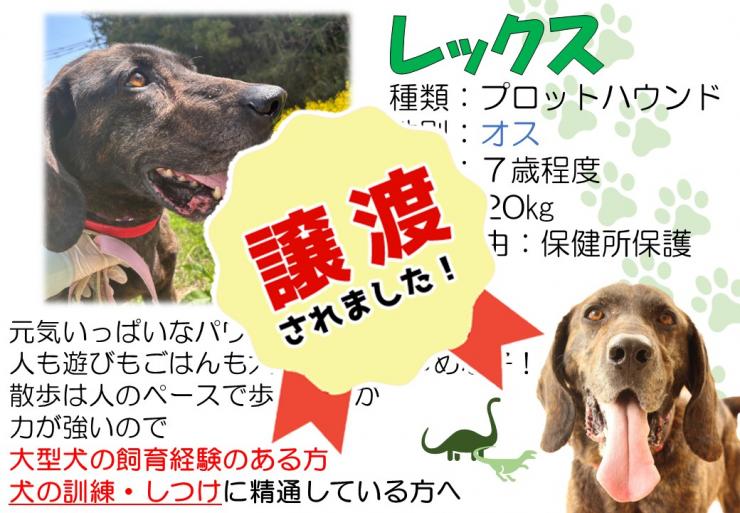 rekkusujouto.JPG