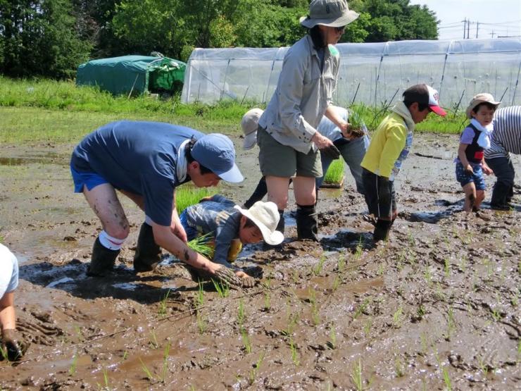 キッズガイドがご案内！田んぼの風に吹かれて～もち米の田植え＆マコモダケ植え～