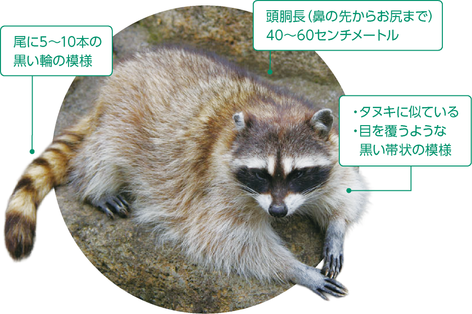 尾に5〜10本の黒い輪の模様／頭胴長（鼻の先からお尻まで）40〜60センチメートル／タヌキに似ている／目を覆うような黒い帯状の模様