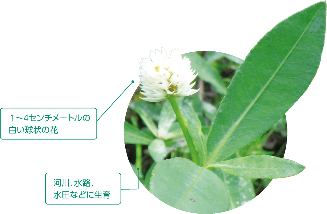 1〜4センチメートルの白い球状の花／河川、水路、水田などに生育