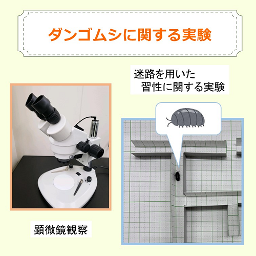 迷路を用いたダンゴムシの習性に関する実験の写真