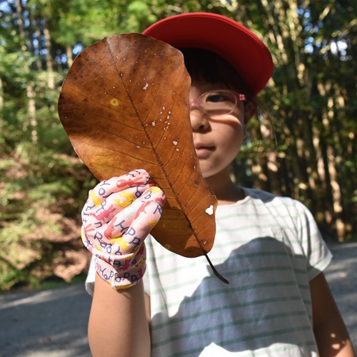 大きな葉っぱで遊んでいる写真